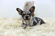 French bulldog breeders Ohio