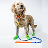 Dog Crocs Now In Australia! - Style For Your Pooch