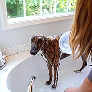 How to Bathe Your Greyhound: Step-by-Step!