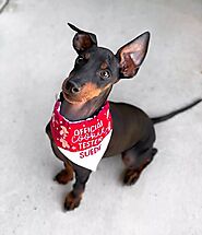 Bespoke Dog Bandanas: A Perfect Fit for Your Furry Friend