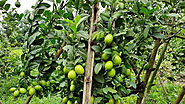 Lemon Tree: Contribution to Biodiversity in Fruit Forestry – Grow Billion Trees