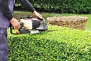 Best service for Hedge trimming in Papakura