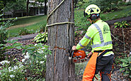 Best service for Tree Removal in Dover