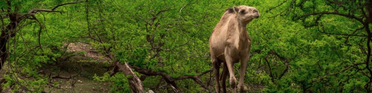 Listly discover the hidden gems unique reasons to visit salalah beyond the monsoon season headline