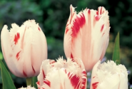 Grow Up Your Plants More Healthier Through The Use Of Flower Bulbs