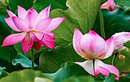 Flowers in Telugu