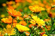 Flowers in Bengali