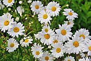 Flowers in Kannada