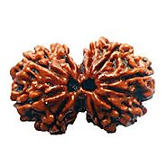 Gauri Shankar Rudraksha