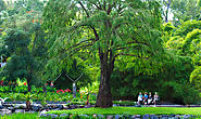 Mount Coot-tha Botanical Gardens