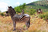 Are you in search of Pilanesberg Safari?