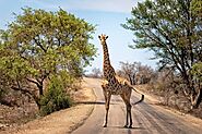 Kruger Safari Packages