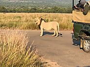 Lion Park Tour