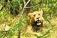 Experience the Thrill of a Lion Park Tour with Africa Moja Tours