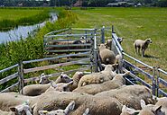 Barn Equipment for Sheep and Goats