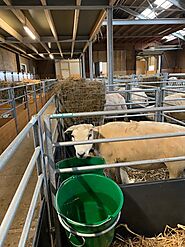 Lambing Equipment for Sheep and Goats