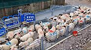 Sheep Handling Systems