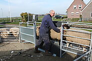 Sheep shearing