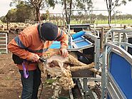 Automated Sheep Handling