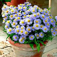 Buy Aster Plants online from Nurserylive at lowest price.