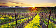 Napa County Wine Tours - What to Expect in Visiting Napa Valley Wineries