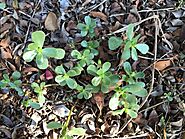 Purslane or Pigweed