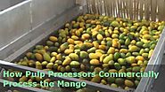 How Pulp Processors Commercially Process the Mango