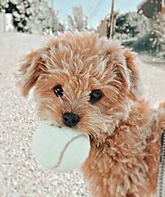 Dog aesthetic in 2021 | Cute wild animals, Cute baby dogs, Cute puppy wallpaper | Cute dogs, Very cute puppies, Cute ...