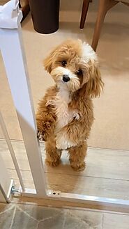 Teacup Maltipoo | 12 Surprising Facts You Should Know [Video] [Video] | Toy poodle puppies, Cute animals puppies, Cut...