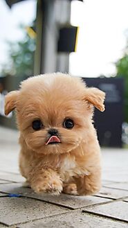 Top 10 Cutest Dog Breeds — Small Cutest Dogs We Can’t Get Enough Of | DogSpaceBlog in 2024 | Cute dogs, Cute animals ...