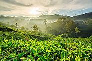 Kochi to Munnar Cab