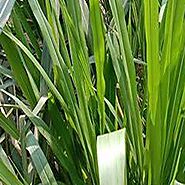 Napier Grass - Biomass Energions India