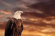 27 Interesting Facts About Eagles | Facts Cosmos