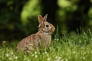 20 Interesting Facts About Rabbits | Facts Cosmos