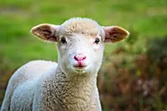 30 Amazing Facts About Sheep | Facts Cosmos