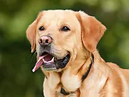 34 Interesting Facts About Labradors Retriever | Facts Cosmos