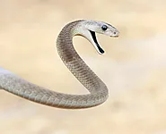 35 Interesting Facts About Black Mamba Snake | Facts Cosmos