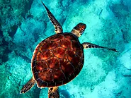 33 Amazing Facts About Turtles | Facts Cosmos