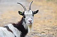 35 Amazing Facts About Goats | Facts Cosmos