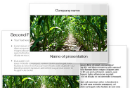 Corn Field PowerPoint Template