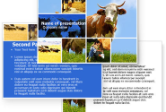 Cow PowerPoint Template