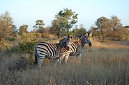Kruger National Park, South Africa