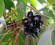 Jamun Tree: A Tree of Life in Our Garden – Grow Billion Trees