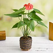 Buy Anthurium Plants online from Nurserylive at lowest price.