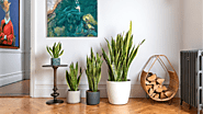 5 Best Places to Put Snake Plant in Your House for Healthy Living -