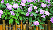 7-Impatiens Indoor Growing Mistakes To Avoid This Season -