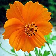 Buy Cosmos Flower online from Nurserylive at lowest price.