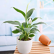 Buy Oxygen Plants online from Nurserylive at lowest price.