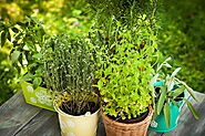 32 Medicinal Plants to keep at your Home Always | Nurserylive