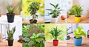 Top 10 Highest Oxygen Producing Indoor Plants | Nurserylive